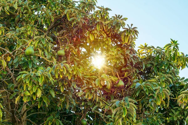 Ripe avocado fruits on the branches of an avocado tree on a sunny summer day.