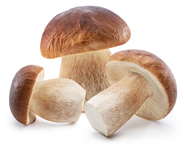 Porcini mushrooms on white background. File contains clipping path.