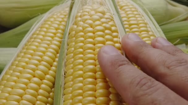 Ripe Fresh Corn Cobs Corn Leaves Slowly Move Frame Chefs — Stock Video