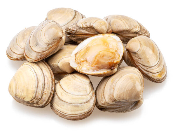 Съедобные сырые моллюски изолированы на белом фоне. Деликатес.