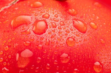 Su damlalarıyla kaplı domates. Makro çekim.