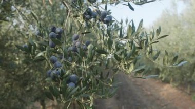 Zeytin bahçesinde yetişen zeytin ağaçlarında olgunlaşmış zeytinler. Projeleriniz için iyi tarım geçmişi var..