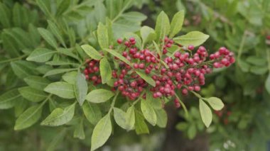 Brezilya biber ağacında yetişen pembe biber Schinus terebinthifolius, aroeira bitkisi. 