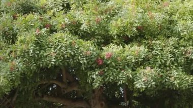 Brezilya biber ağacında yetişen pembe biber Schinus terebinthifolius, aroeira bitkisi. 