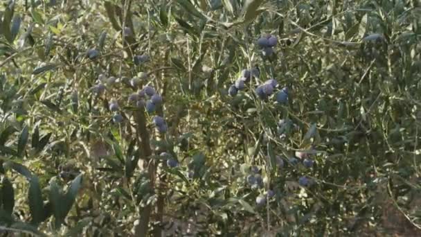 橄榄成熟在橄榄花园里生长的橄榄树上 你的项目的农业背景不错 — 图库视频影像