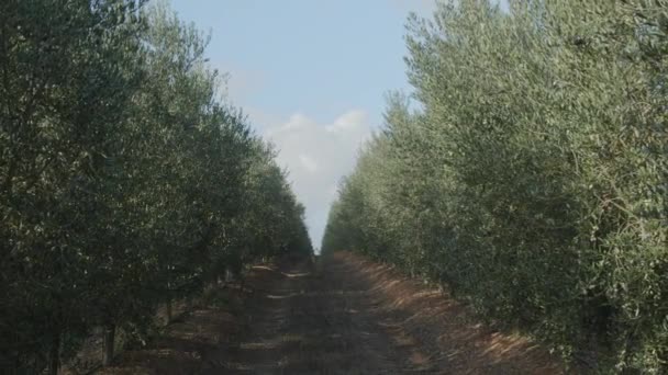 Dojrzałe Oliwki Drzewach Oliwnych Rosnących Ogrodzie Oliwnym Ładne Zaplecze Rolnicze — Wideo stockowe
