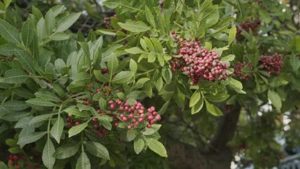 Rosafarbener Pfeffer Wächst Auf Dem Brasilianischen Pfefferbaum Schinus Terebinthifolius Aroeirapflanze — Stockvideo