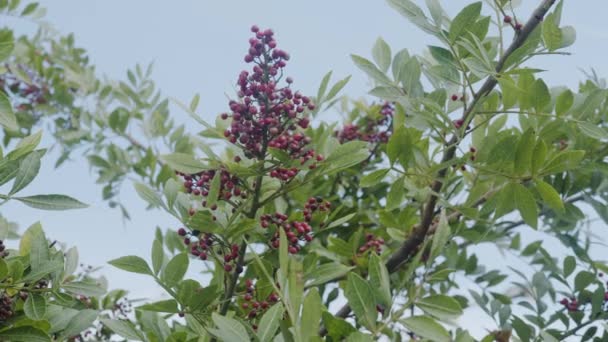 Pink Pepper Growing Brazilian Pepper Tree Schinus Terebinthifolius Aroeira Plant — Stock Video