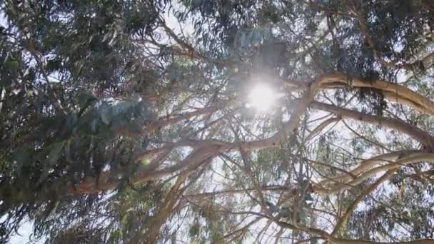 Zeitlupe Entlang Eines Großen Eukalyptusbaums Aufgenommen Einem Sonnigen Sommertag Mit — Stockvideo