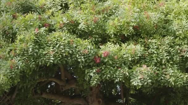 Розовый Перец Растущий Дереве Бразильского Перца Растение Hubus Terebinthifolius — стоковое видео