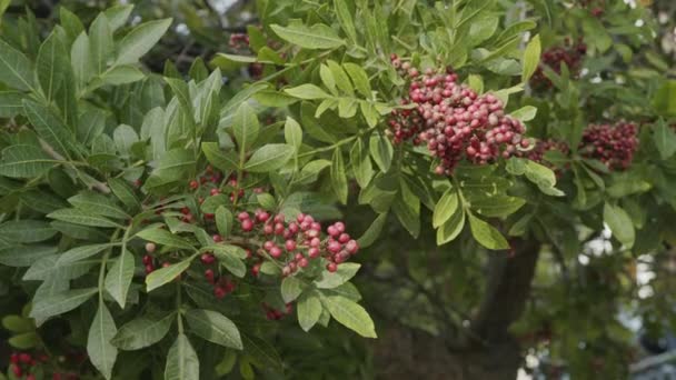 生长在巴西胡椒树上的粉红胡椒 金银花 — 图库视频影像