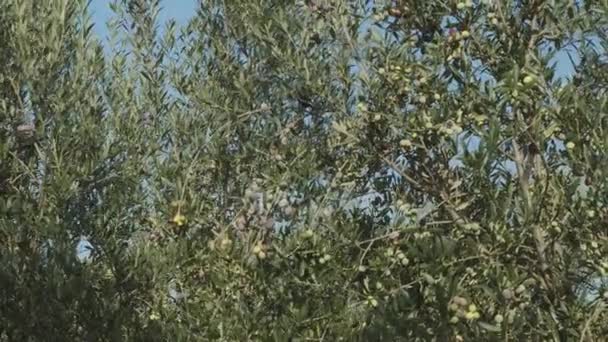 Зрізати Оливки Оливкових Деревах Ростуть Оливковому Саду Гарне Сільськогосподарське Тло — стокове відео