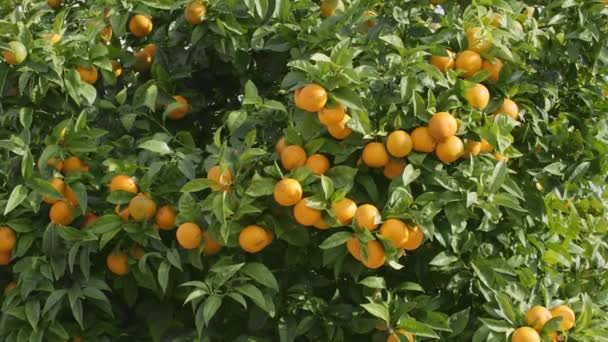 Tangerine Garden Ripe Tangerine Branches Sunny Spring Day Fruits Tangerines — 비디오