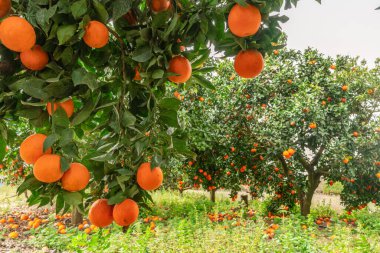 Portakal ağaçları ya da turunçgiller neredeyse portakallarla kaplı. Meyve bahçesindeki büyük hasat.