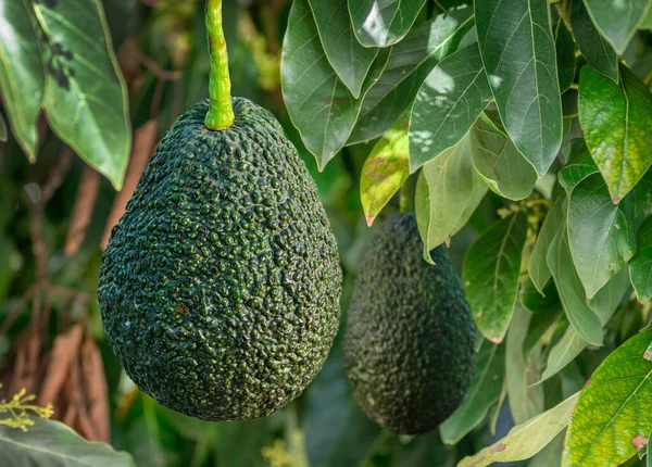 Ripe avocado fruits on the branches of an avocado tree on a sunny summer day.