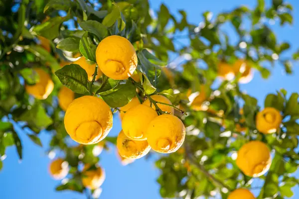 Ripe lemon fruits on lemon tree and blue sky at the background. View below.