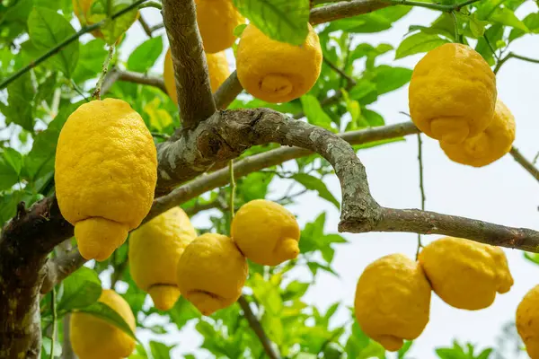 Plenty of ripe lemon fruits on the tree. View at the fruits below.