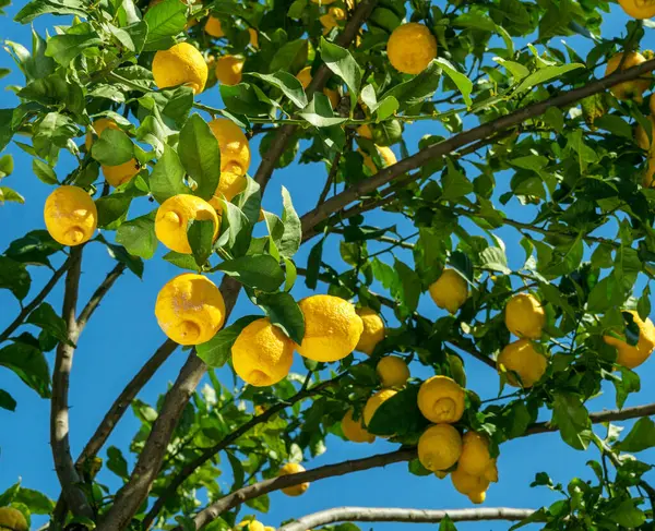 Ripe lemon fruits on lemon tree and blue sky at the background. View at the lemon tree from below.