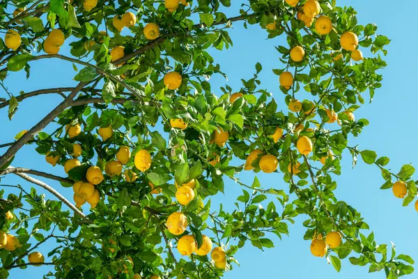 Banyak Buah Lemon Matang Pada Pohon Lemon Dan Langit Biru — Stok Foto