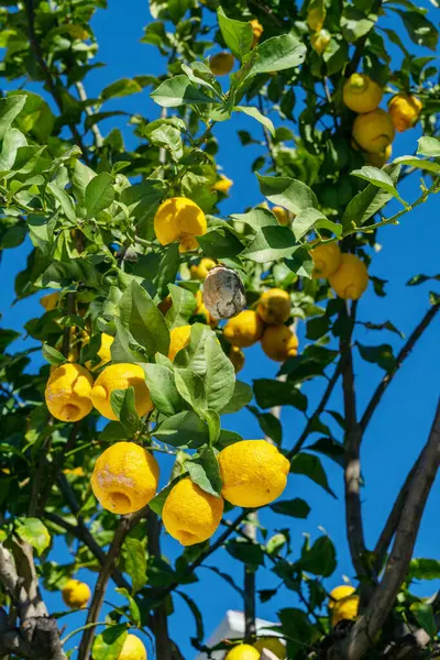 Fruits Citron Mûrs Sur Citronnier Ciel Bleu Arrière Plan — Photo