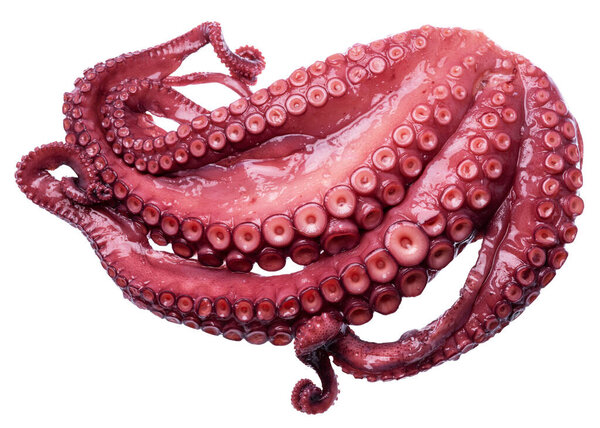 Prepared octopus on white background. Delicacy food. File contains clipping path.