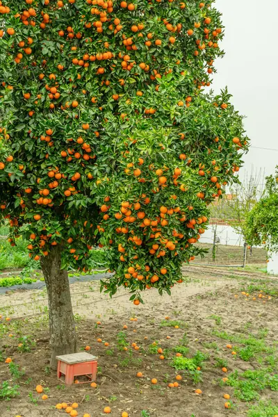 Sinaasappelboom Citrus Sinensis Bijna Bedekt Met Sinaasappels Geweldige Oogst Boomgaard — Stockfoto