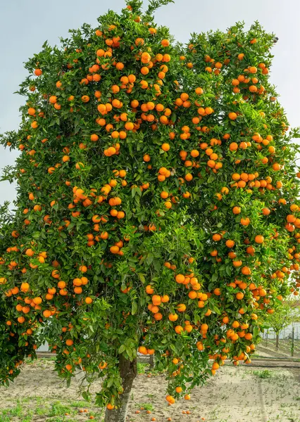 Апельсиновое Дерево Цитрусовое Синенсис Почти Покрыто Апельсинами Большой Урожай Саду — стоковое фото