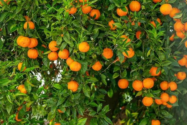 Fruits Orange Mûrs Sur Oranger Entre Feuillage Luxuriant Vue Bas — Photo