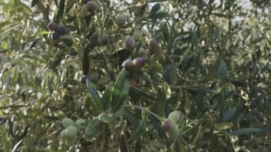 Zeytin bahçesinde yetişen zeytin ağaçlarında olgunlaşmış zeytinler. Projeleriniz için iyi tarım geçmişi var.. 