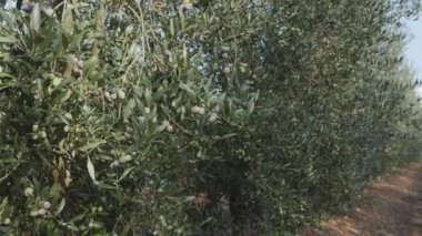 Zeytin bahçesinde yetişen zeytin ağaçlarında olgunlaşmış zeytinler. Projeleriniz için iyi tarım geçmişi var.. 