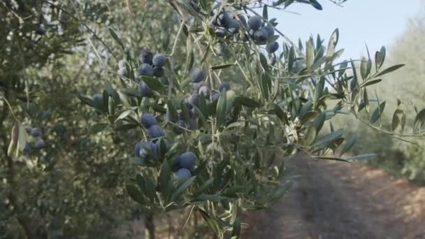 橄榄成熟在橄榄花园里生长的橄榄树上 你的项目的农业背景不错 — 图库视频影像