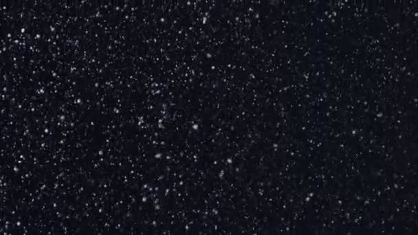 Cadendo Fiocchi Neve Naturali Isolati Uno Sfondo Nero Sacco Neve — Video Stock