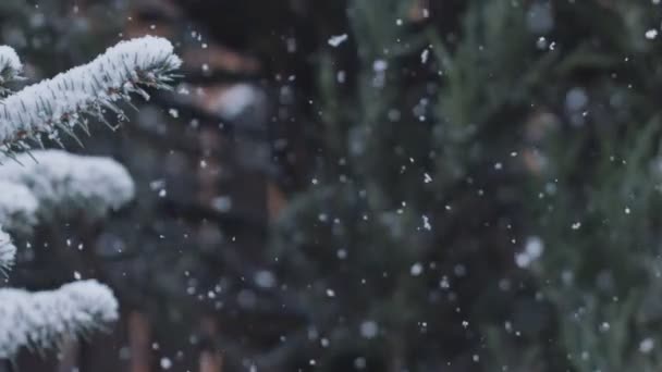 Salju Alami Turun Secara Acak Dengan Latar Belakang Cabang Cemara — Stok Video