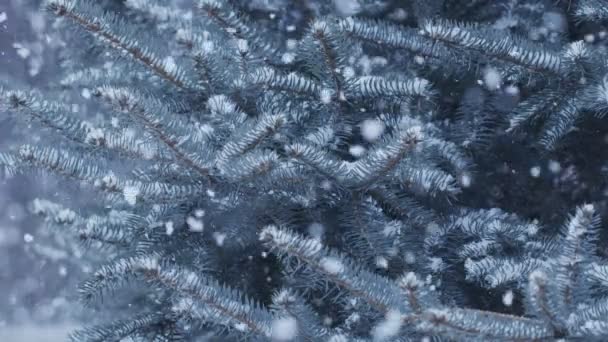 Natürlicher Zufällig Fallender Schnee Auf Einem Hintergrund Blauer Fichtenzweige — Stockvideo
