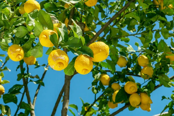 Fruits Citron Mûrs Sur Citronnier Ciel Bleu Arrière Plan Gros — Photo
