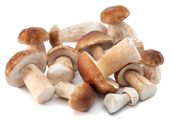 Group of porcini mushrooms isolated on white background. 