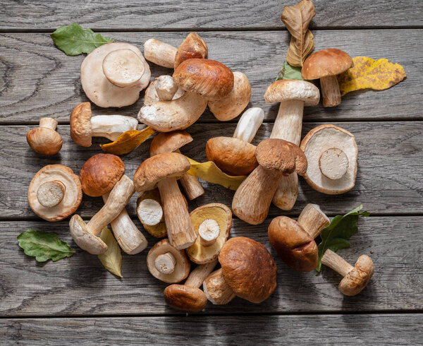 Fresh harvest of porcini mushrooms on wooden table. Lucky result of mushroom picking. 