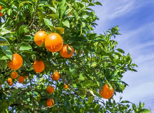 Rijp Sinaasappelvruchten Sinaasappelboom Tussen Weelderig Gebladerte Zicht Van Onderaf Blauwe — Stockfoto