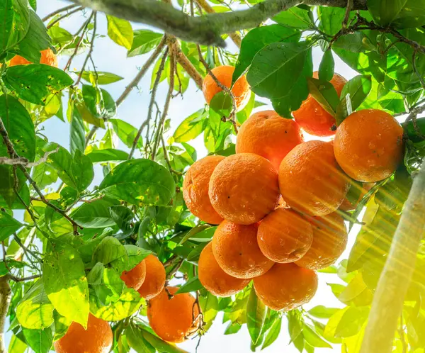 Rijp Sinaasappelvruchten Sinaasappelboom Tussen Weelderig Gebladerte Uitzicht Van Onderen — Stockfoto