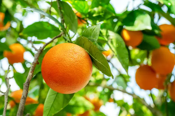 Rijp Sinaasappelfruit Sinaasappelboom Tussen Weelderig Gebladerte Uitzicht Van Onderen — Stockfoto