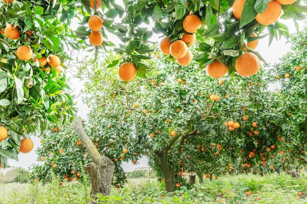Orangers Agrumes Sinensis Presque Couverts Oranges Grande Récolte Dans Verger — Photo