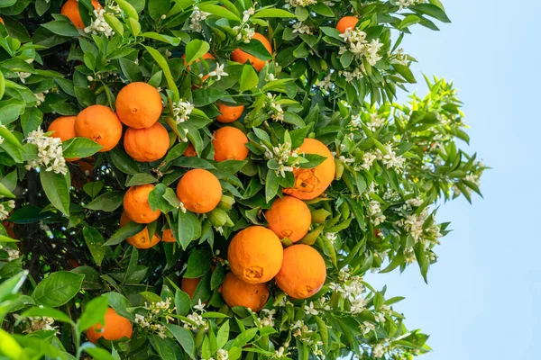 Rijp Sinaasappelvruchten Bloeiende Sinaasappelboom Van Dichtbij — Stockfoto