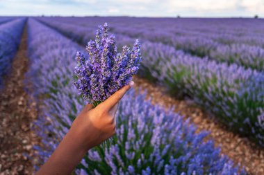 Elinde bir demet lavanta ve arka planında da çiçek açan lavanta tarlası.