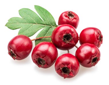 Beyaz arka planda izole edilmiş böğürtlenli sıradan dikenli dal..