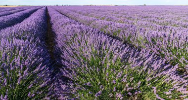Çiçek açan lavanta tarlası. Ufuk çizgisine uzanan lavanta çalıları. Brihuega, İspanya.