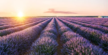 Çiçek açan lavanta tarlası. Ufuk çizgisine uzanan lavanta çalıları. Arka planda çarpıcı günbatımı gökyüzü. Brihuega, İspanya.