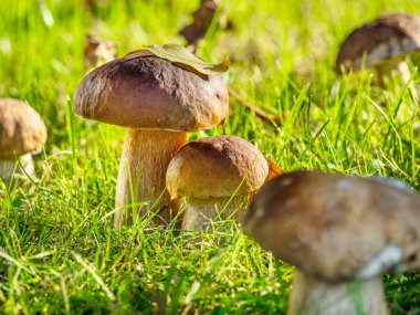 Güneşli ormanda taze yeşil çimenler arasında Porcini mantarları. Yakın plan..