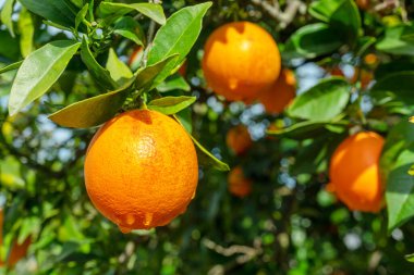 Yeşillik yaprakları arasında portakal ağacında olgunlaşmış portakal meyveleri. Aşağıdan görüntüle.