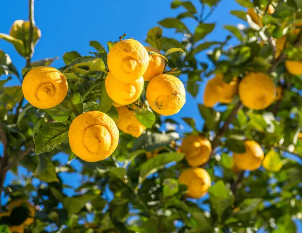 Buah Lemon Matang Pohon Lemon Dan Langit Biru Latar Belakang — Stok Foto