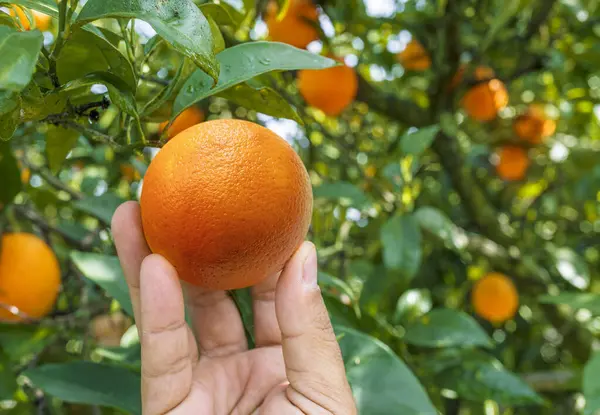 Rijp Sinaasappelfruit Mannelijke Hand Sinaasappelboom Achtergrond — Stockfoto
